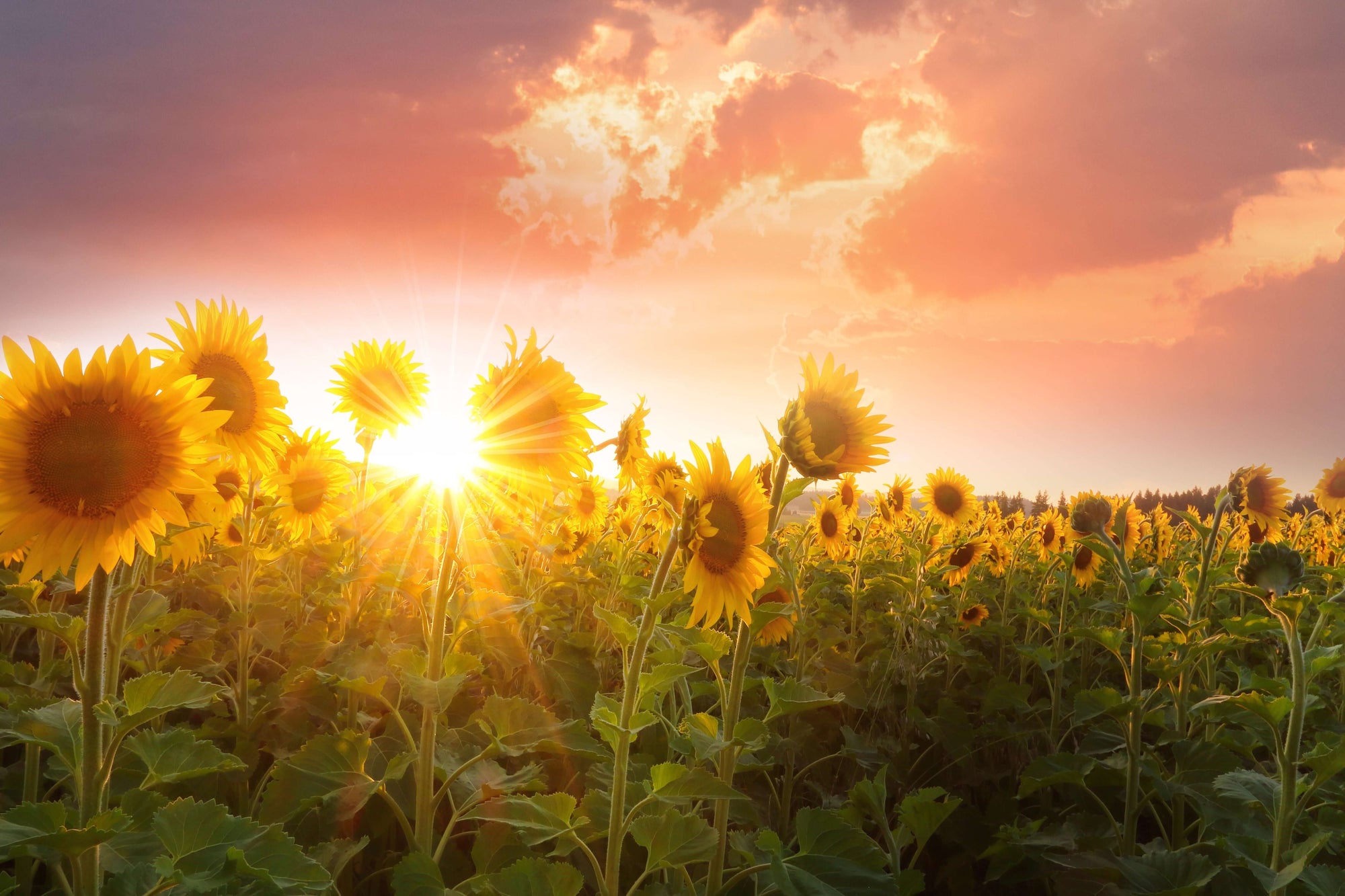 What is Sunflower Lecithin?